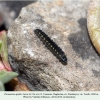parnassius apollo larva2